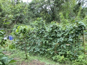 New plot with long beans amidst the coffee bushes