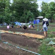 Watering and weeding