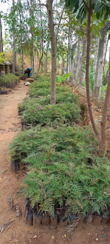 The Seed of Life Provides Hope & Feed Hunger