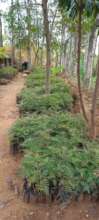 Community Gardens