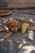 Honeydew, a puppy rescued after a road accident