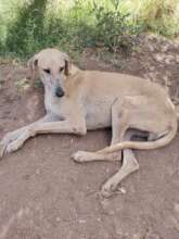 New boy Agafay, a Moroccan Sloughi safe with us