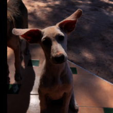 Dobby