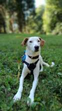 Eclipse, adopted and happy in Europe