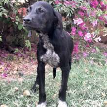 Lily adopted