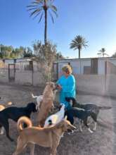 Our Founder Michele and some of the dogs