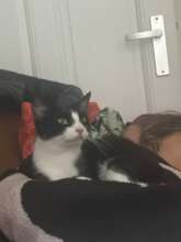 Micina