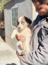 Rosie, a new arrival