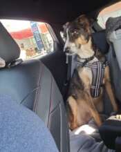 Sam, adopted and on his way to his new UK home