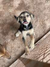 Puppy rescued from the city dog pound