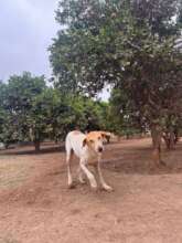 dog playing in the refuge
