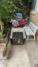 at the vets for neutering and vaccination