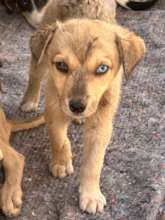 Injured puppy rescued from the streets