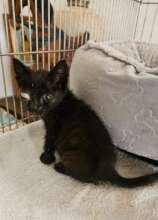 Rescued kitten with typical eye problems