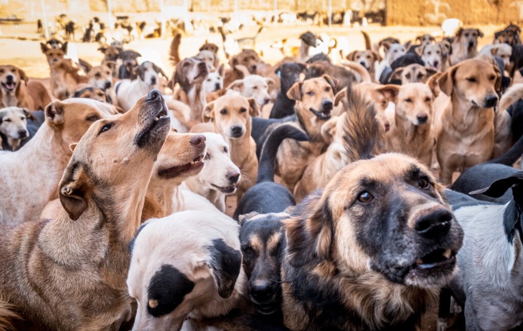 Help us care for 900 street rescues at our refuge