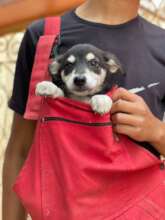 Puppy rescued from the streets