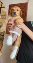 Teddy, another seriously injured pupper