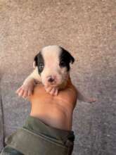 tiny handful