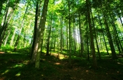 Green Peace