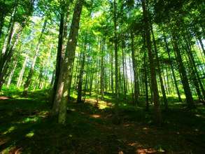 Green Peace