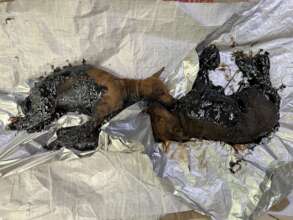 2 puppies rescued covered in tar