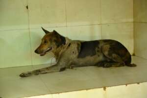 After removing the tar