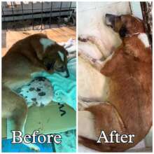 CXhutki - before after