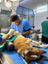 Chutki is undergoing a surgery