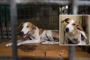 Dabbu came with a painful ear hematoma