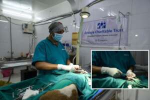 Dabbu is undergoing a surgery for ear hematoma