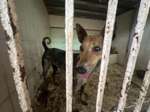 Dog rescued covered in tar