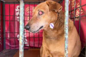 Jack with a cherry eye