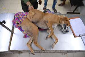 Lalu rescued with a large abdominal tumor
