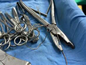 This metal wire removed from the dog's body