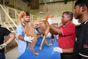 Lalu receiving his Post surgery care