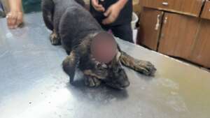 Puppy admitted with a head injury