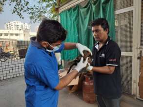 Regular check-up by our vets