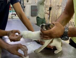 Spark had a forelimb fracture