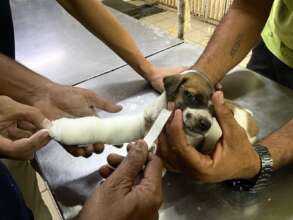 Spark will heal faster