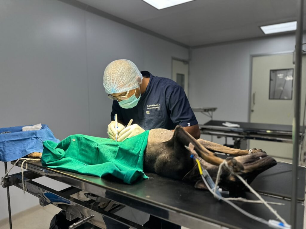 The dog is under anesthesia