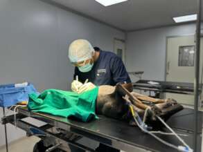 The dog is under anesthesia