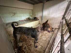 The whole kennel was stained with tar