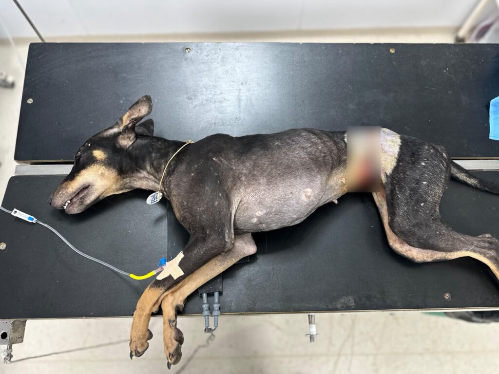 The wire successfully removed after surgery