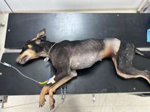 The wire successfully removed after surgery