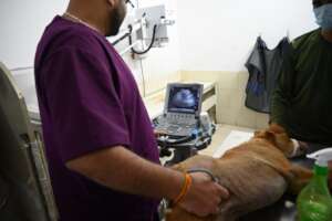 Ultrasound for checking Lalu's tumor