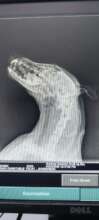 X-ray of Tom's jaw