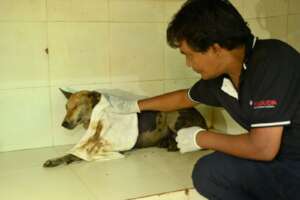 during the careful treatment to remove the tar