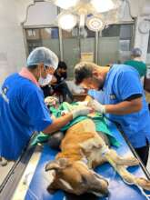 our vets removing Chutki's huge lipoma