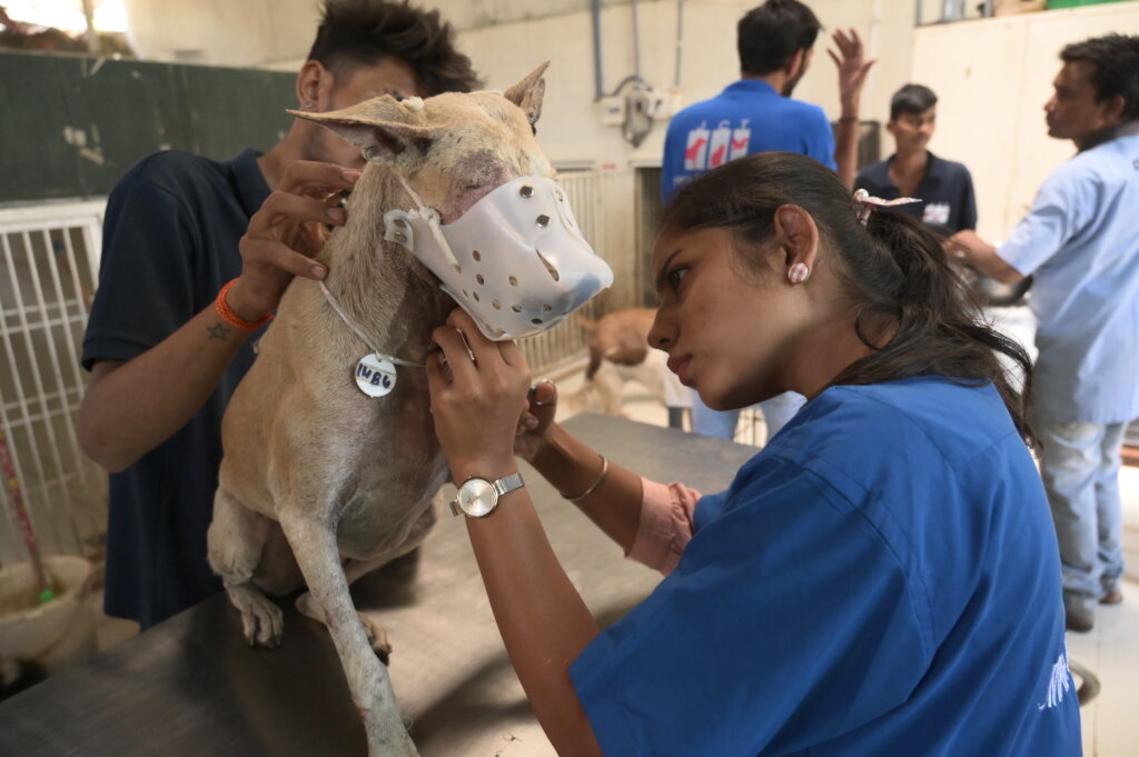 Saving over 2000 stray dogs per month in Ahmedabad