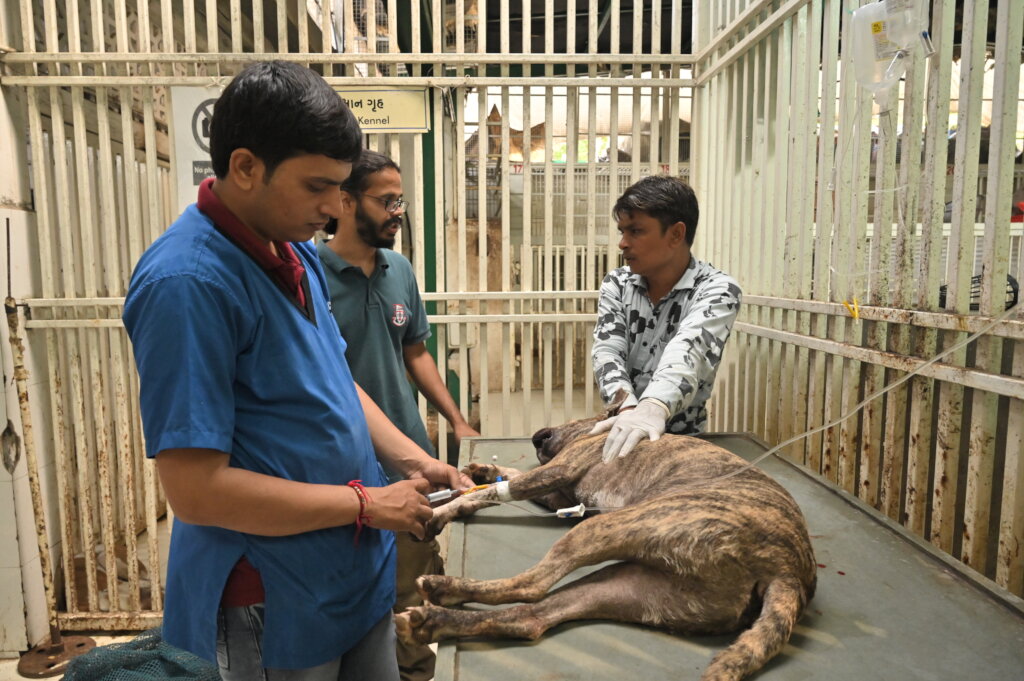 Saving over 2000 stray dogs per month in Ahmedabad